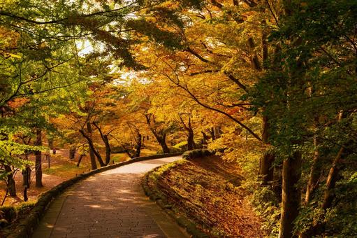 Photo, sonbahar yaprakları, park, chiaki parkı, 