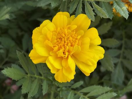 黄色い花 黄色い花 花,黄色,鮮やかの写真素材