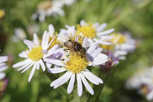 ミツバチ 花粉 収集 花 はちみつ はち,ミツバチ,花の写真素材