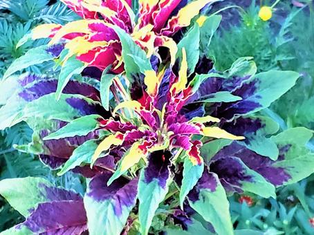 カラフルな植物 カラフルな植物の写真