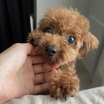 トイプードル トイプードル,犬,子犬の写真素材