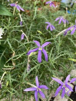 紫色の花 紫色の花 花,植物,葉の写真素材