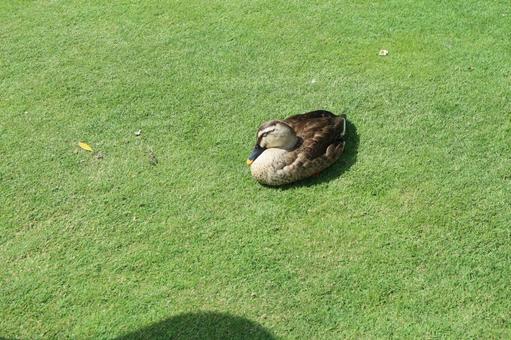 緑の芝生で眠るカモ カモ,カルガモ,水鳥の写真素材