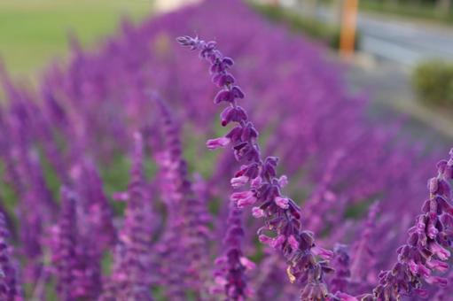 Amethyst sage shading along the road, JPG