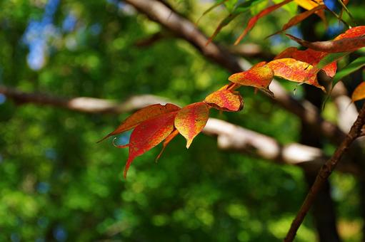 紅葉しかけたハゼノキ 紅葉しかけたハゼノキ ハゼノキ,櫨の木,葉の写真素材