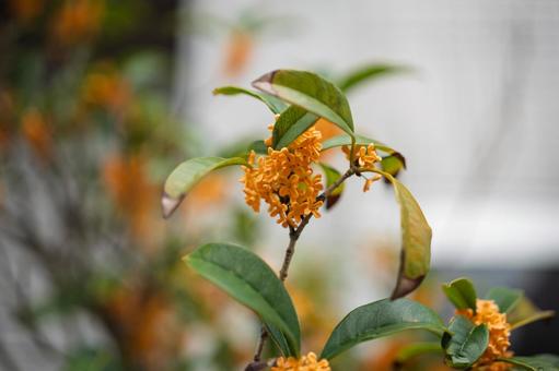 黄色いキンモクセイの花 黄色いキンモクセイの花 人物なし,植物,クローズアップの写真素材