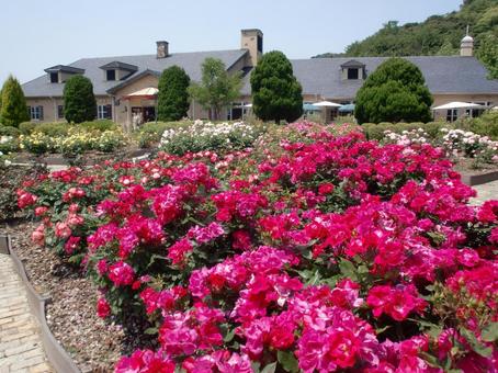 花 庭 ガーデン ピンク 春 花 庭 ガーデン ピンク 春の写真