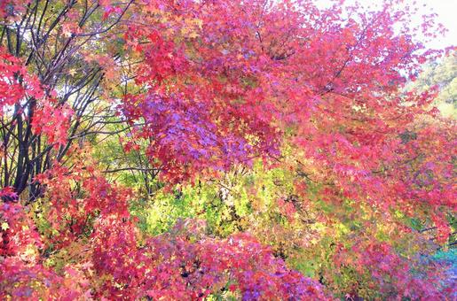 カラフルで鮮やかなもみじの紅葉 紅葉,もみじ,秋の写真素材