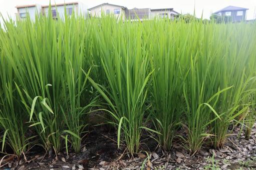 夏の田んぼの写真