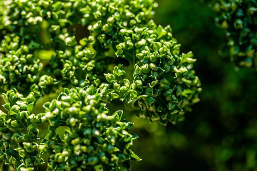 Bright green parsley, JPG Bright green parsley, JPG