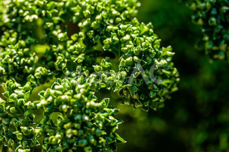 鮮やかな緑のパセリ パセリ,オランダゼリ,洋ゼリの写真素材