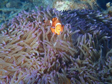 クマノミとイソギンチャクの写真