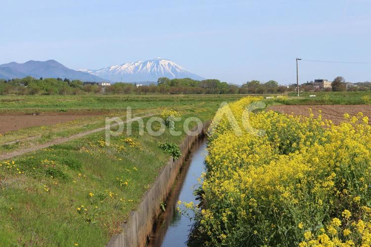春の花のある風景　５ 菜の花,黄色,綺麗の写真素材
