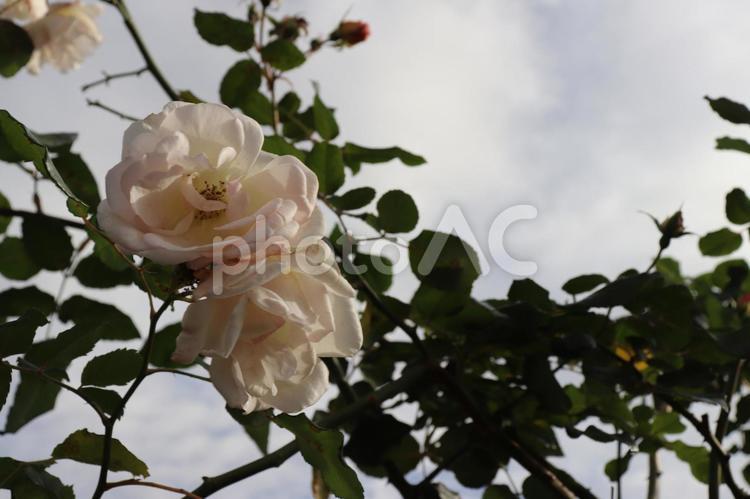 イギリス生まれの白バラ、ペネロープ 薔薇,ペネロープ,白の写真素材