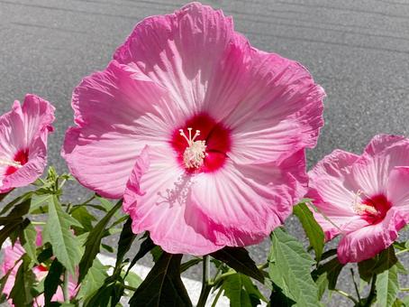 タイタンビカス タイタンビカス,ハイビスカス,花の写真素材