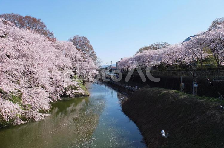 桜と山形新幹線 風景,旅,自然の写真素材