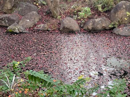 小さな池に浮かぶ紅葉 風景,景色,日常のひとコマの写真素材