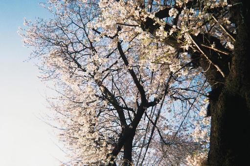 暮れかけの日と桜① 暮れかけの日と桜①の写真