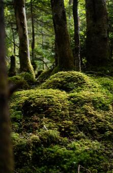 北八ヶ岳の苔の森 八ヶ岳,北八ヶ岳,苔の写真素材