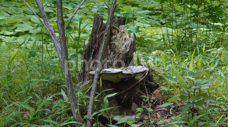 枯れ木に生えたキノコ 木,キノコ,切り株の写真素材