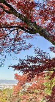 紅葉 紅葉,もみじ,山の写真素材