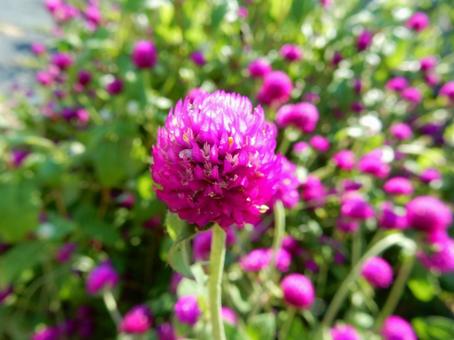 【花の写真】センニチコウ(千日紅) 【花の写真】センニチコウ(千日紅)の写真