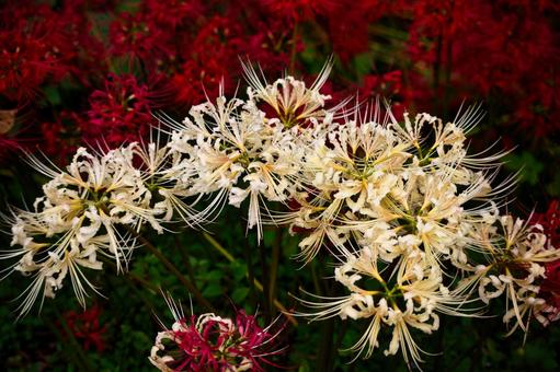 扇の型白曼殊沙華 扇の型白曼殊沙華 彼岸花,曼珠沙華,ヒガンバナの写真素材
