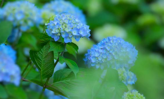 花模様₋アジサイ‐明るいイメージ 花模様₋アジサイ‐明るいイメージの写真