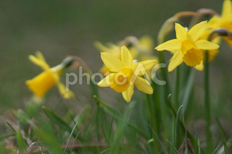 爽やかな水仙のお花畑 スイセン,水仙,丘の写真素材