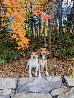 紅葉と僕達⑤ 犬,ビーグル,ジャックラッセルテリアの写真素材