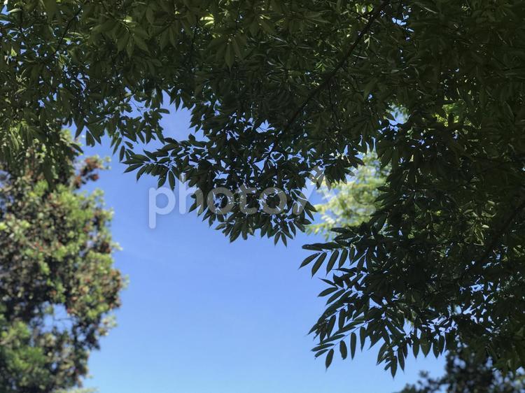 木々の間から見える青空 木,自然,葉の写真素材