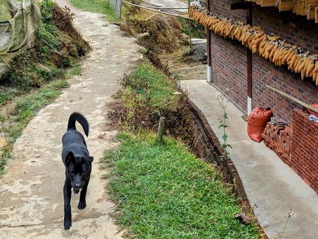 ベトナム サパ ベトナム サパ ベトナム,サパ,vietnamの写真素材