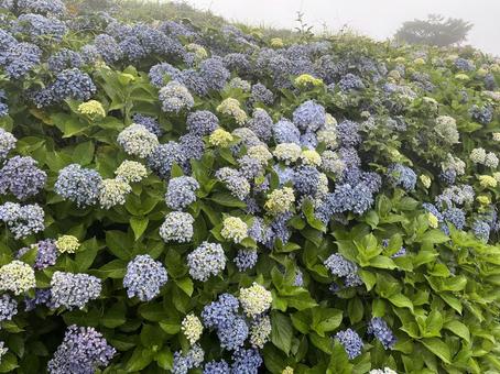 Photo, kochi prefecture, ootake-cho, play with the wind, 