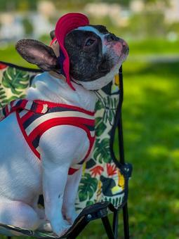 初夏の犬（フレブル&キャンプ）_10 犬,フレブル,肉球の写真素材