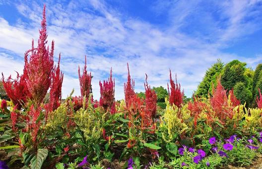 秋晴れの青空に映える赤いケイトウの花 秋晴れの青空に映える赤いケイトウの花 ケイトウ,秋,花の写真素材