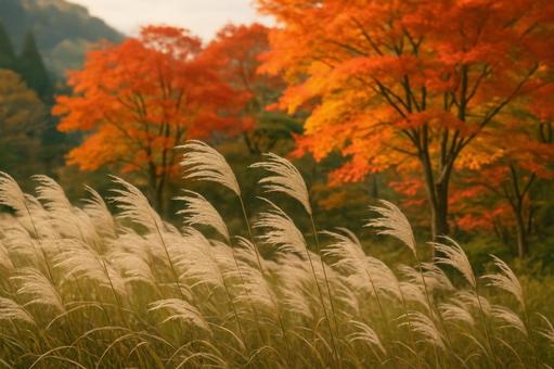 風に揺れるススキと紅葉の共演 風に揺れるススキと紅葉の共演の写真