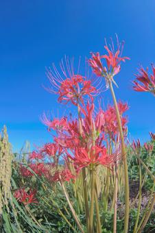 ヒガンバナと青空 ヒガンバナと青空 彼岸花,曼珠沙華,花の写真素材