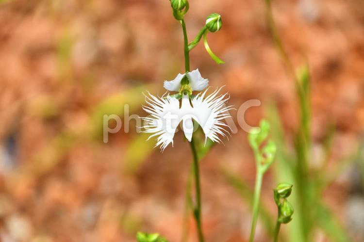 植物　花　サギソウ サギソウ,サギ,羽ばたきの写真素材