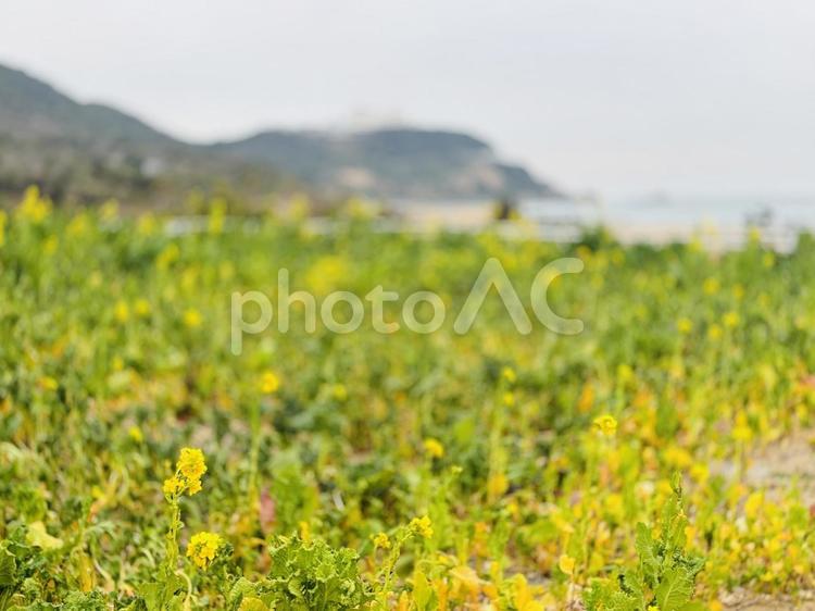 恋路が浜の菜の花1 恋路が浜,菜の花,ナノハナの写真素材