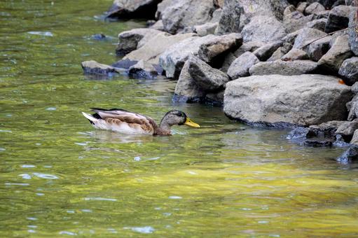 マガモ⒁の写真