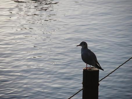 洗足池の水鳥 洗足池の水鳥の写真