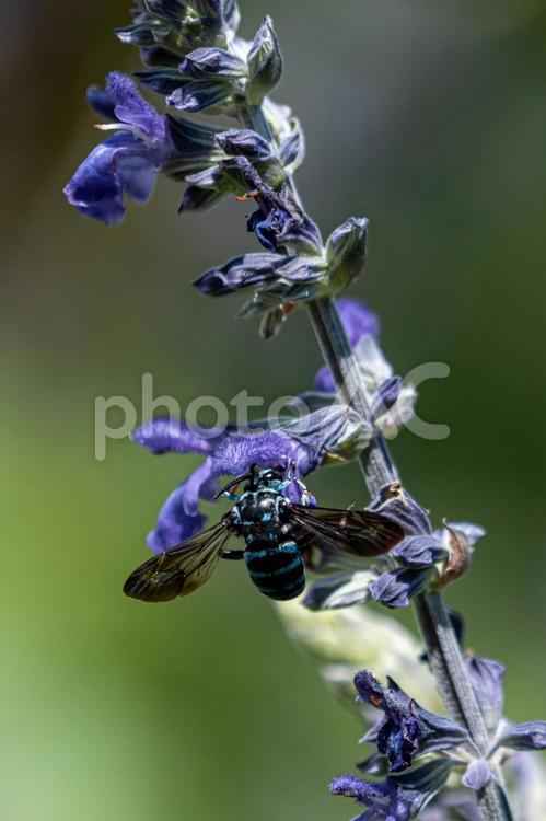 ブルービー（ナミルリモンハナバチ） 蜂,ブルービー,ナミルリモンハナバチの写真素材