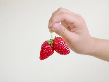 苺を摘まむ子供の手 イチゴ,いちご狩り,果物狩りの写真素材