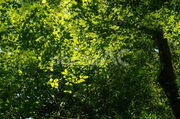 木漏れ日に輝く木の葉 木漏れ日,屋外,春の写真素材