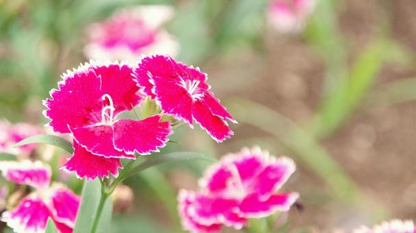 ナデシコの赤い花(撫子) ナデシコの赤い花(撫子)の写真