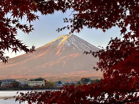紅葉と朝日に染まる富士山 富士山,河口湖,紅葉の写真素材