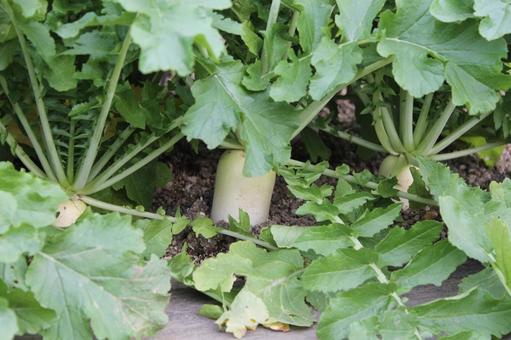 家庭菜園 大根2 家庭菜園 大根2 大根,野菜,グリーンの写真素材