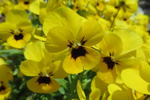 Photo, pansy, flower, plant, 