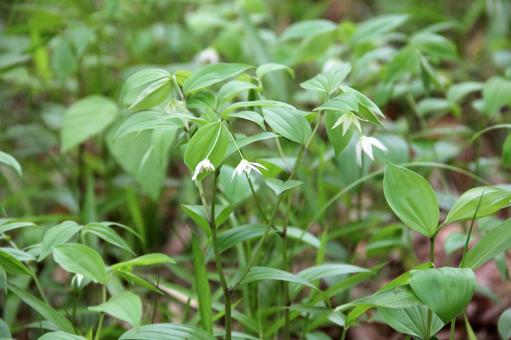 チゴユリ・稚児百合　咲く風景 自然風景,可憐,草花の写真素材