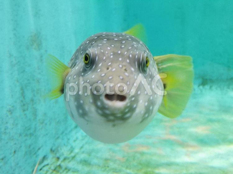 海の生き物 水族館,海,魚の写真素材